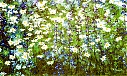 tappeto_di_margherite_30x50.jpg